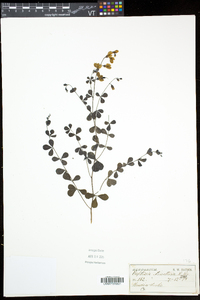 Baptisia tinctoria image