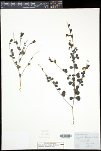 Baptisia tinctoria image