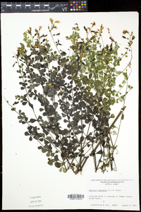 Baptisia tinctoria image