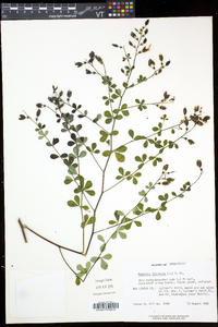 Baptisia tinctoria image