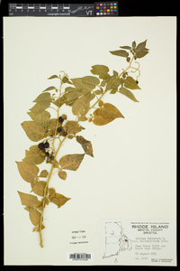 Solanum dulcamara var. villosissimum image