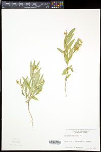 Crotalaria sagittalis image