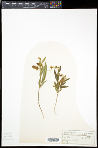 Crotalaria sagittalis image