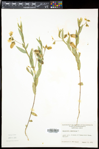 Crotalaria sagittalis image