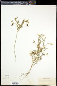 Crotalaria sagittalis image