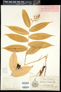 Maianthemum racemosum subsp. racemosum image