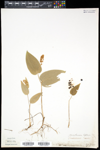 Maianthemum trifolium image