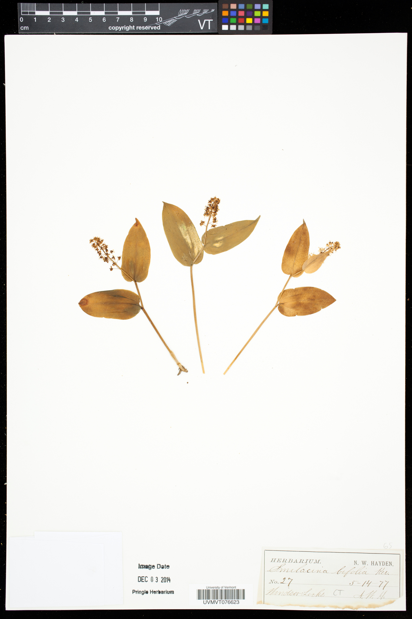 Maianthemum trifolium image
