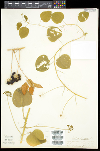 Smilax herbacea image