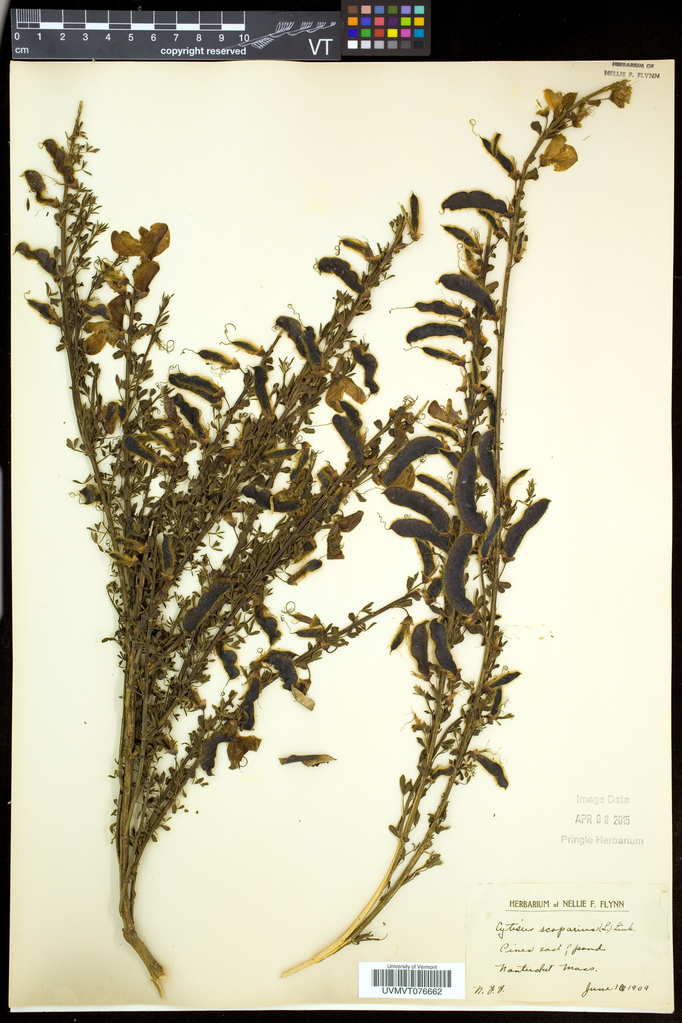 Cytisus scoparius var. scoparius image