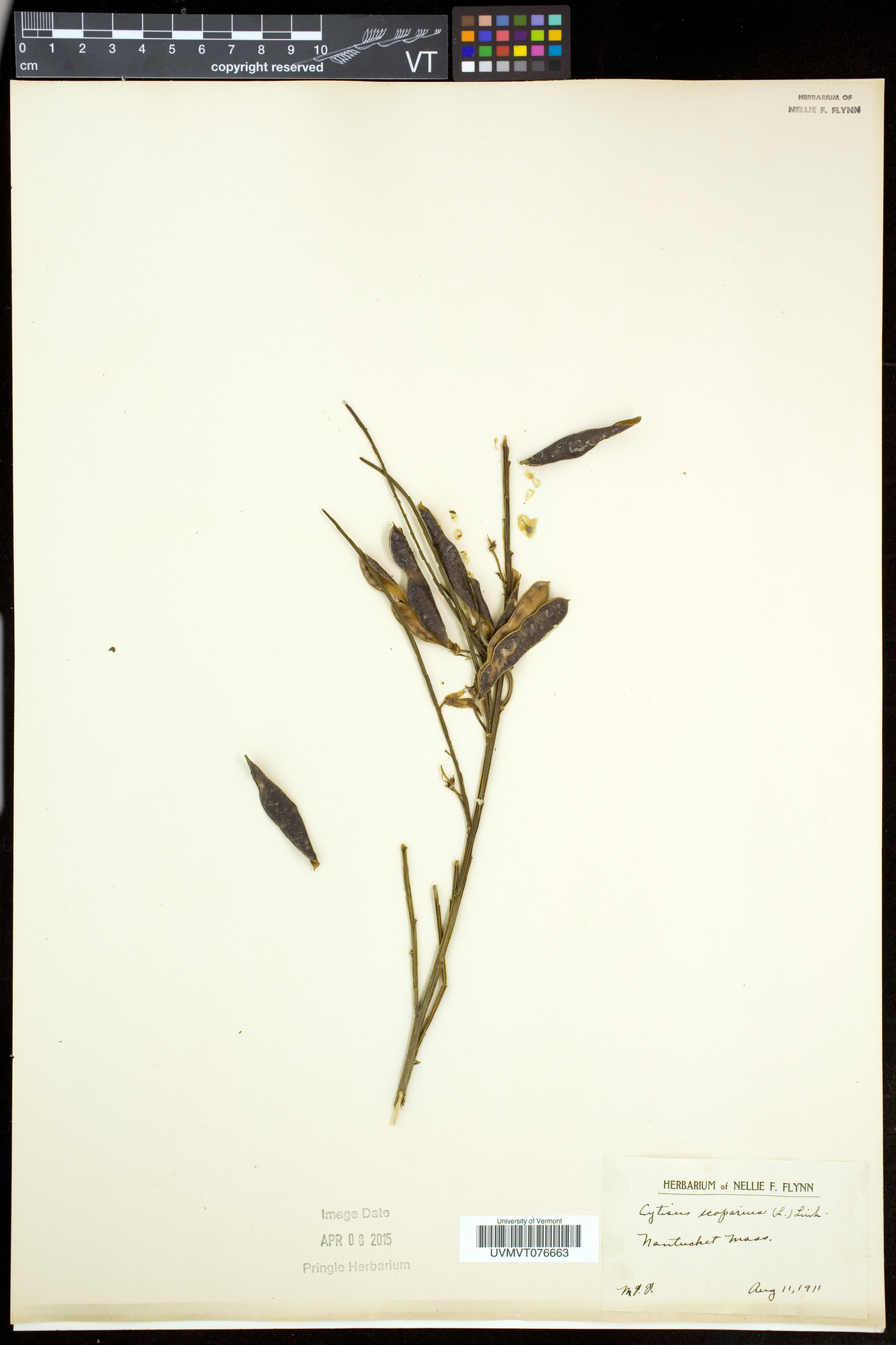 Cytisus scoparius var. scoparius image