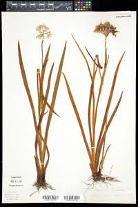 Lachnanthes caroliana image