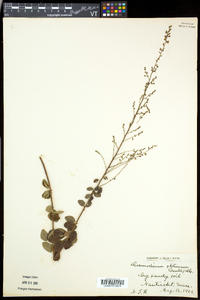 Desmodium obtusum image