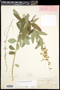 Desmodium canadense image