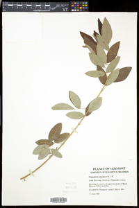 Desmodium canadense image