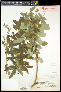 Desmodium canadense image