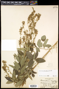 Desmodium canadense image