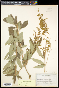 Desmodium canadense image