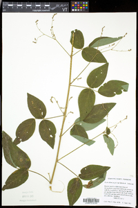 Desmodium perplexum image