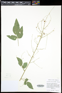 Desmodium perplexum image