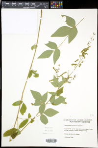 Desmodium perplexum image