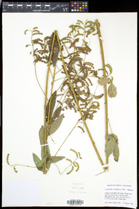 Desmodium canadense image