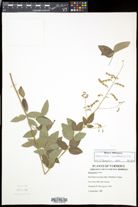 Desmodium canadense image