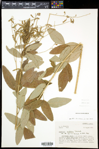 Desmodium perplexum image