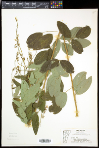 Desmodium canadense image