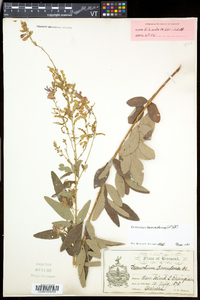 Desmodium canadense image