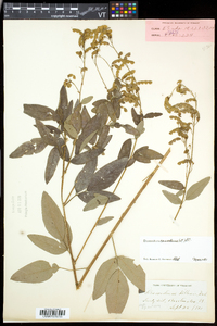 Desmodium canadense image