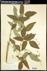 Desmodium perplexum image