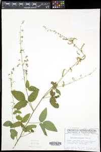 Desmodium perplexum image