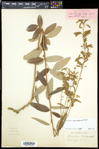 Desmodium canadense image