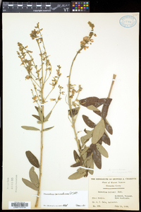 Desmodium canadense image