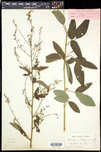 Desmodium perplexum image