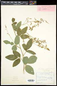 Desmodium perplexum image