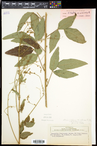 Desmodium canadense image