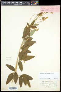 Desmodium canadense image