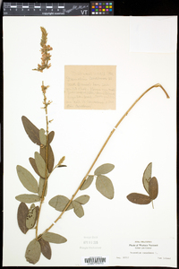 Desmodium canadense image