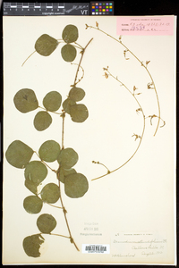 Desmodium rotundifolium image