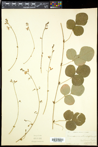 Desmodium rotundifolium image