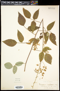 Desmodium cuspidatum image