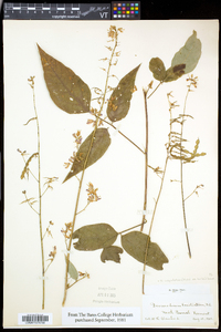 Desmodium cuspidatum image