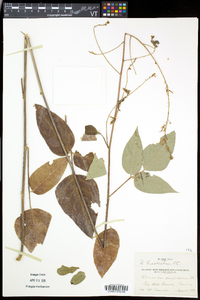 Desmodium cuspidatum image