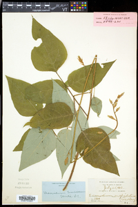 Desmodium cuspidatum image