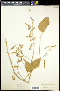 Desmodium canescens image