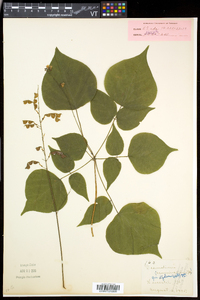 Desmodium cuspidatum image