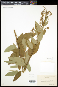 Desmodium canadense image