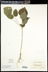 Hylodesmum glutinosum image